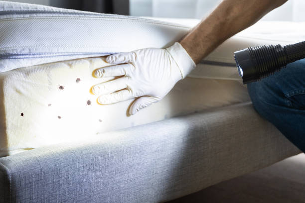 Best Flea Control Services  in Excelsior Springs, MO