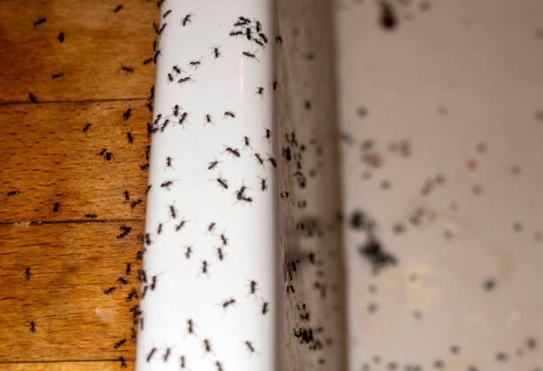 Best Emergency Pest Control  in Excelsior Springs, MO